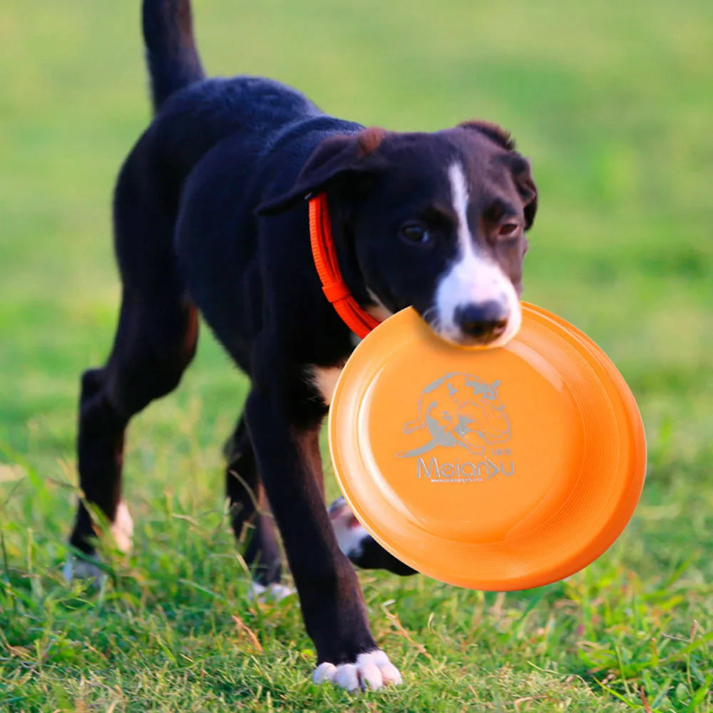 Hundetrainingsscheibe