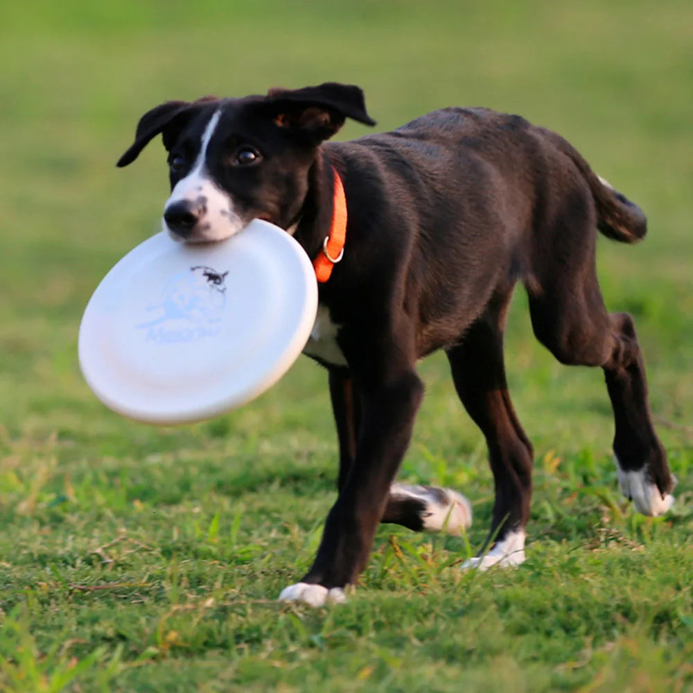 Hundetrainingsscheibe