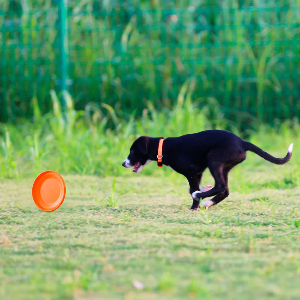 Hundetrainingsscheibe
